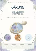 Vorschau - Unterrichtsreihen - Gärung und anaerober Stoffwechsel – Gesamtpaket Biologie | Glykolyse, Ethanol, Lactat & NAD⁺ - Deckblatt