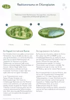 Vorschau - Unterrichtsreihen - Fotosynthese auf molekularer Ebene – Gesamtpaket Biologie | Lichtreaktion, Calvinzyklus, C3, C4 & CAM - Seite 1