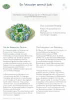Vorschau - Unterrichtsreihen - Fotosynthese auf molekularer Ebene – Gesamtpaket Biologie | Lichtreaktion, Calvinzyklus, C3, C4 & CAM - Seite 3