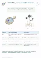 Vorschau - Unterrichtsreihen - Hefen & Schimmel – Gesamtpaket Biologie | Pilze, Gärung, Lebensmittel & Haltbarkeit - Seite 1