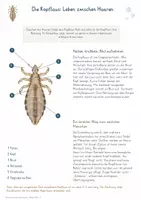 Vorschau - Stundenentwürfe - Pilze, Mikrobiom & Lebensgemeinschaften – Biologie-Bundle zu Flechten, Hefen und Stoffkreisläufen - Seite 3