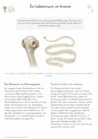 Vorschau - Unterrichtsreihen - Parasiten-und-Wirtsbeziehungen-Gesamtpaket - Seite 3