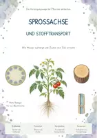 Vorschau - Stundenentwürfe - Komplettpaket Pflanzenbiologie – MEGA-Bundle mit 19 Unterrichtseinheiten | Pflanzenbau, Wachstum, Fotosynthese, Fortpflanzung, Vielfalt & Anpassung - Seite 1