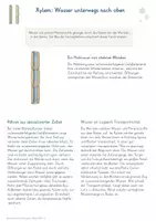 Vorschau - Unterrichtsreihen - Sprossachse und Stofftransport – Gesamtpaket Biologie | Xylem, Phloem, Transpiration & Leitbündel - Seite 3
