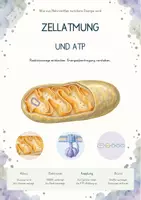 Vorschau - Unterrichtsreihen - Zellatmung & ATP – Gesamtpaket Biologie | Glykolyse, Citratzyklus, Atmungskette & ATP-Synthase - Deckblatt