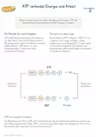 Vorschau - Unterrichtsreihen - Zellatmung & ATP – Gesamtpaket Biologie | Glykolyse, Citratzyklus, Atmungskette & ATP-Synthase - Seite 1