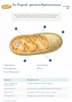 Vorschau - Unterrichtsreihen - Zellatmung & ATP – Gesamtpaket Biologie | Glykolyse, Citratzyklus, Atmungskette & ATP-Synthase - Seite 2