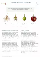Vorschau - Unterrichtsreihen - Samen, Früchte & Ausbreitung – Gesamtpaket Biologie | Samenbau, Fruchttypen & Ausbreitungswege - Seite 1