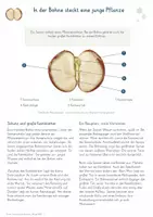 Vorschau - Unterrichtsreihen - Samen, Früchte & Ausbreitung – Gesamtpaket Biologie | Samenbau, Fruchttypen & Ausbreitungswege - Seite 2