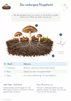 Vorschau - Unterrichtsreihen - Pilze – Gesamtpaket Biologie | Aufbau, Ernährung, Vermehrung, Mykorrhiza & Zersetzung - Seite 2