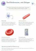 Vorschau - Unterrichtsreihen - Stammzellen & Zelldifferenzierung – Gesamtpaket Biologie | Zelltypen, Potenz, iPS-Zellen & Regeneration - Seite 1