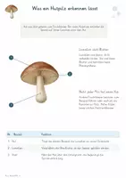 Vorschau - Unterrichtsreihen - Pilze – Gesamtpaket Biologie | Aufbau, Ernährung, Vermehrung, Mykorrhiza & Zersetzung - Seite 3
