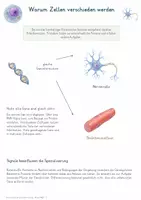 Vorschau - Unterrichtsreihen - Stammzellen & Zelldifferenzierung – Gesamtpaket Biologie | Zelltypen, Potenz, iPS-Zellen & Regeneration - Seite 2