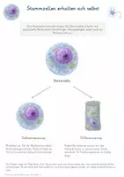 Vorschau - Unterrichtsreihen - Stammzellen & Zelldifferenzierung – Gesamtpaket Biologie | Zelltypen, Potenz, iPS-Zellen & Regeneration - Seite 3
