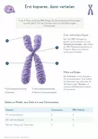 Vorschau - Unterrichtsreihen - Zellzyklus, Mitose & Zelltod – Gesamtpaket Biologie | DNA, Chromosomen, Zellteilung & Apoptose - Seite 3