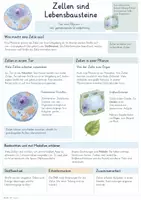 Vorschau - Unterrichtsreihen - Zellen – Gesamtpaket Biologie | Zellaufbau, Stoffaustausch, Stoffwechsel & Erbinformation - Seite 1