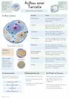 Vorschau - Unterrichtsreihen - Zellen – Gesamtpaket Biologie | Zellaufbau, Stoffaustausch, Stoffwechsel & Erbinformation - Seite 2