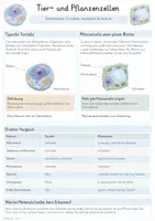Vorschau - Unterrichtsreihen - Zellen – Gesamtpaket Biologie | Zellaufbau, Stoffaustausch, Stoffwechsel & Erbinformation - Seite 3