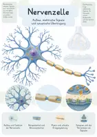 Vorschau - Unterrichtsreihen - Nervenzelle – Gesamtpaket Biologie | Aktionspotential, Erregungsleitung & Synapse - Deckblatt