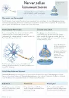 Vorschau - Unterrichtsreihen - Nervenzelle – Gesamtpaket Biologie | Aktionspotential, Erregungsleitung & Synapse - Seite 1