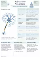 Vorschau - Unterrichtsreihen - Nervenzelle – Gesamtpaket Biologie | Aktionspotential, Erregungsleitung & Synapse - Seite 2