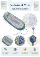 Vorschau - Unterrichtsreihen - Bakterien & Viren – Gesamtpaket Biologie | Aufbau, Vermehrung, Infektionen & Immunabwehr - Deckblatt