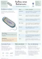Vorschau - Unterrichtsreihen - Bakterien & Viren – Gesamtpaket Biologie | Aufbau, Vermehrung, Infektionen & Immunabwehr - Seite 2