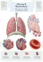 Vorschau - Unterrichtsreihen - Atmung & Blutkreislauf – Gesamtpaket Biologie | Lunge, Gasaustausch, Blut & Herz - Deckblatt