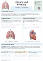 Vorschau - Unterrichtsreihen - Atmung & Blutkreislauf – Gesamtpaket Biologie | Lunge, Gasaustausch, Blut & Herz - Seite 1