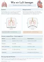 Vorschau - Unterrichtsreihen - Atmung & Blutkreislauf – Gesamtpaket Biologie | Lunge, Gasaustausch, Blut & Herz - Seite 3