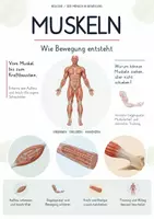 Vorschau - Unterrichtsreihen - Muskeln – Gesamtpaket Biologie | Muskelaufbau, Kontraktion, Gegenspieler & Training - Deckblatt