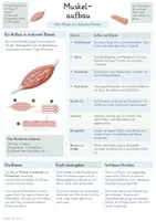 Vorschau - Unterrichtsreihen - Muskeln – Gesamtpaket Biologie | Muskelaufbau, Kontraktion, Gegenspieler & Training - Seite 2