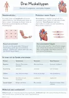 Vorschau - Unterrichtsreihen - Muskeln – Gesamtpaket Biologie | Muskelaufbau, Kontraktion, Gegenspieler & Training - Seite 3