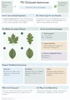Vorschau - Unterrichtsreihen - Arten bestimmen & Lebewesen ordnen – Gesamtpaket Biologie | Bestimmungsschlüssel, Taxonomie & Verwandtschaft - Seite 3