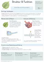 Vorschau - Unterrichtsreihen - Biologie entdecken & erforschen – Materialpaket Methodenkompetenz | 6 komplette Einheiten zu Beobachten, Forschen, Mikroskopieren & Bestimmen - Seite 3