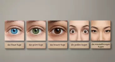 Vorschau - Bildkarten - Personenbeschreibung Bild- und Wortkarten (DaZ) - Seite 3