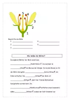Vorschau - Arbeitsblätter - Von der Blüte zur Kirsche - inklusive Lösung - Seite 3