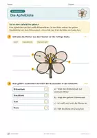 Vorschau - Unterrichtsreihen - Der Apfel – Klasse 2 – Übungsheft – Apfelernte im Herbst - Seite 3