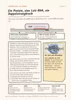 Vorschau - Stundenentwürfe - CRISPR/Cas – Genetik Oberstufe - Seite 3