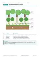Vorschau - Arbeitsblätter - Lebensraum Wald Klasse 3-4 – Stockwerke - Seite 3