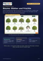 Vorschau - Arbeitsblätter - 🌳 Bäume: Blätter und Früchte – interaktives Smartboard-Tool mit Lernkarten, Quiz & Vorlesefunktion 🔊 - Seite 2