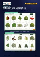 Vorschau - Arbeitsblätter - 🌳 Bäume: Blätter und Früchte – interaktives Smartboard-Tool mit Lernkarten, Quiz & Vorlesefunktion 🔊 - Seite 3