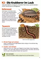 Vorschau - Stundenentwürfe - Herbstlaub und Bodenleben – Mission Laubspur | Sachunterricht Klasse 3-4 - Seite 3