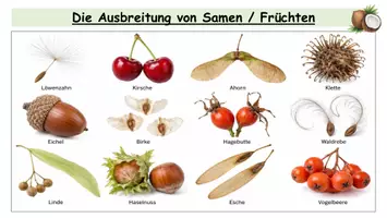 Vorschau - Stundenentwürfe - Samenausbreitung – Wind- und Tierausbreitung | Kreative Unterrichtsstunde Biologie Klasse 5/6 mit Arbeitsblättern, Präsentation, Flugschrauber-Experiment & Lösungen - Seite 3