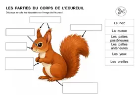 Aperçu - Feuilles d'exercices - Les parties du corps de l'écureuil (maternelle, CP, inclusion) - Page 3