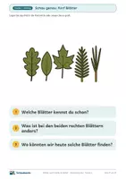 Vorschau - Stundenentwürfe - Blätter und Früchte im Herbst · Klasse 2 · Unterrichtsreihe Sachunterricht - Seite 3