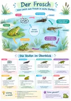 Vorschau - Poster - Frosch Entwicklung Poster Klasse 3-4 - Deckblatt