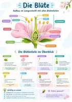 Vorschau - Poster - Blüte Aufbau Poster Biologie Klasse 5-6 - Deckblatt