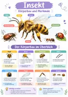 Vorschau - Poster - Insekt Körperbau Poster Klasse 4-5 - Deckblatt
