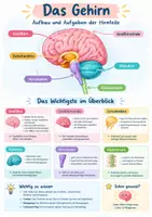 Vorschau - Poster - Gehirn Aufbau Poster Biologie Klasse 8-9 - Deckblatt
